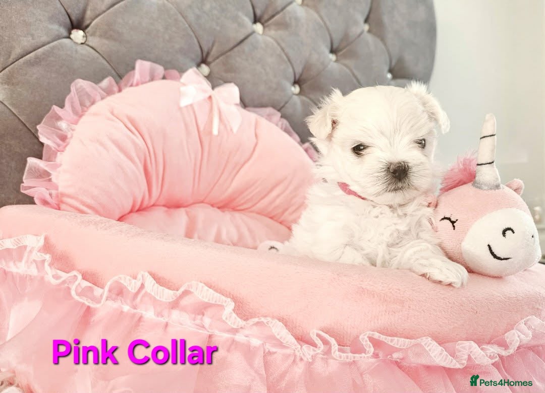 Maltese dogs for sale: 4 Exceptional Maltese Girl Puppies**KC REGISTER** - Advert 5