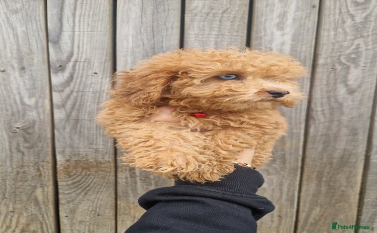 Cavapoo dogs - Advert 3