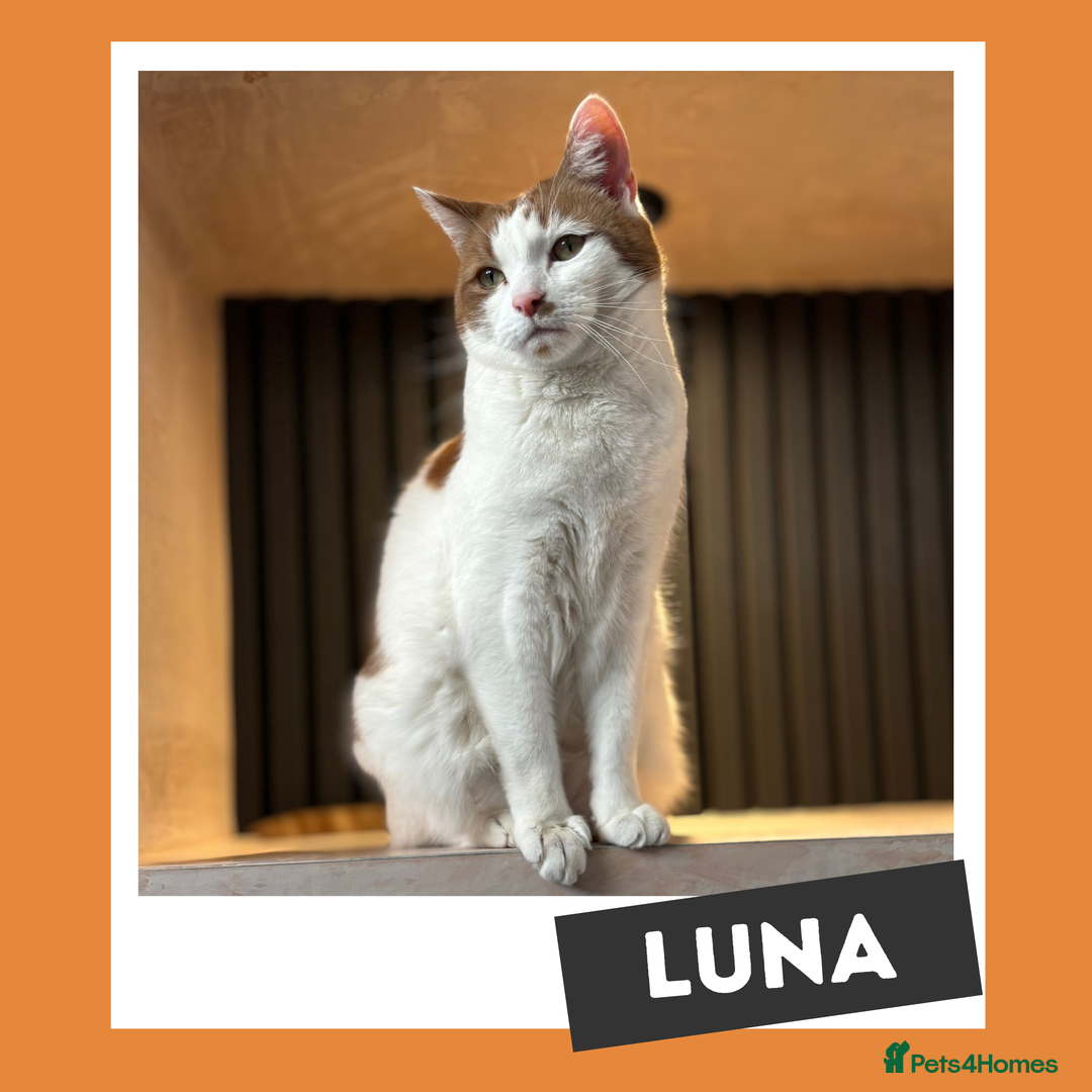 Mixed Breed cats for adoption: Your yin and yang! - Image 3