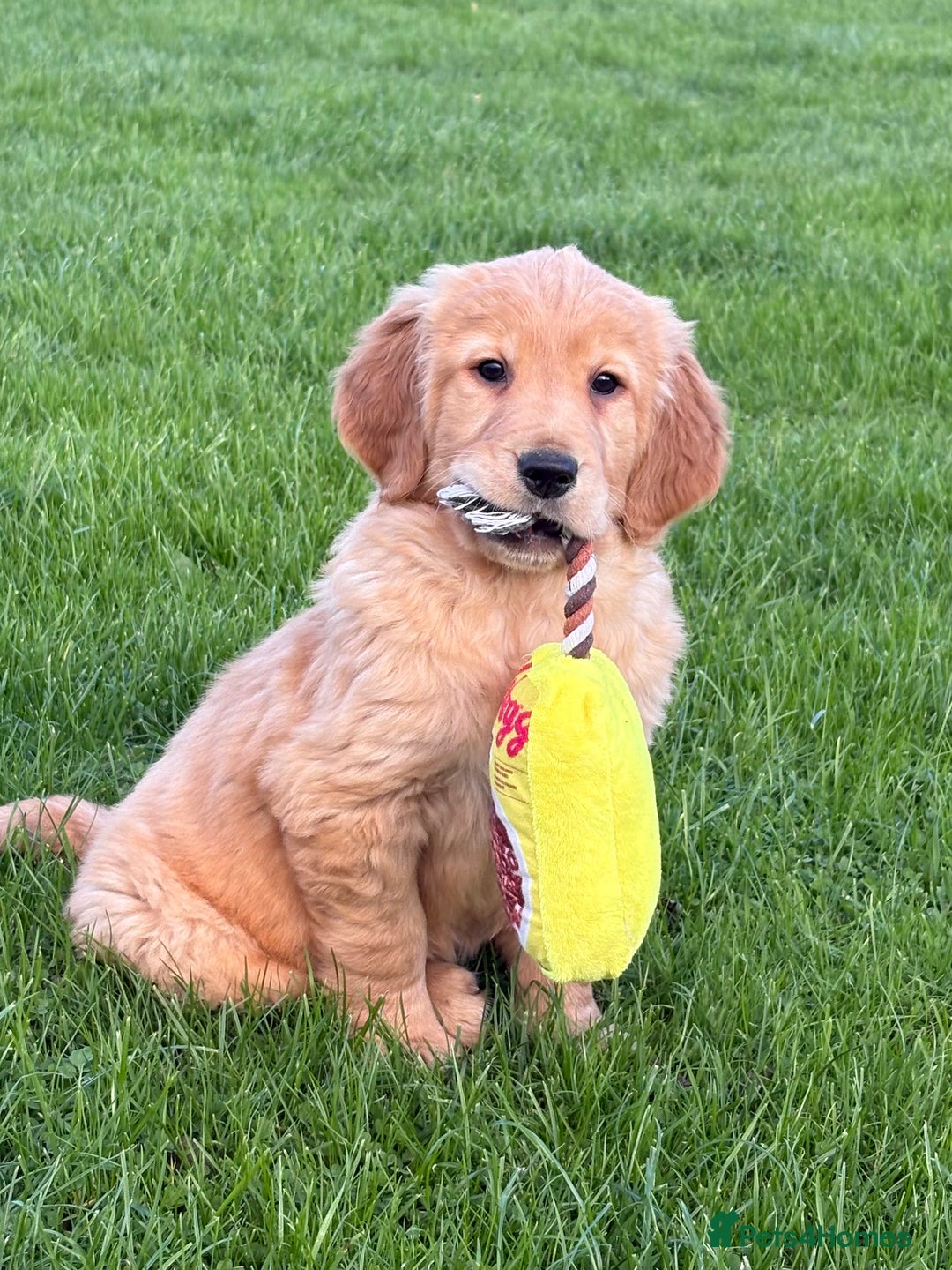 Golden Retriever dogs for sale: KC Registered Golden Retriever Puppies - Image 3
