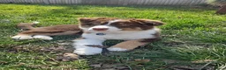Australian Shepherd dogs for stud: Tri Red Australian Shepherd  in Bedford - Advert 10