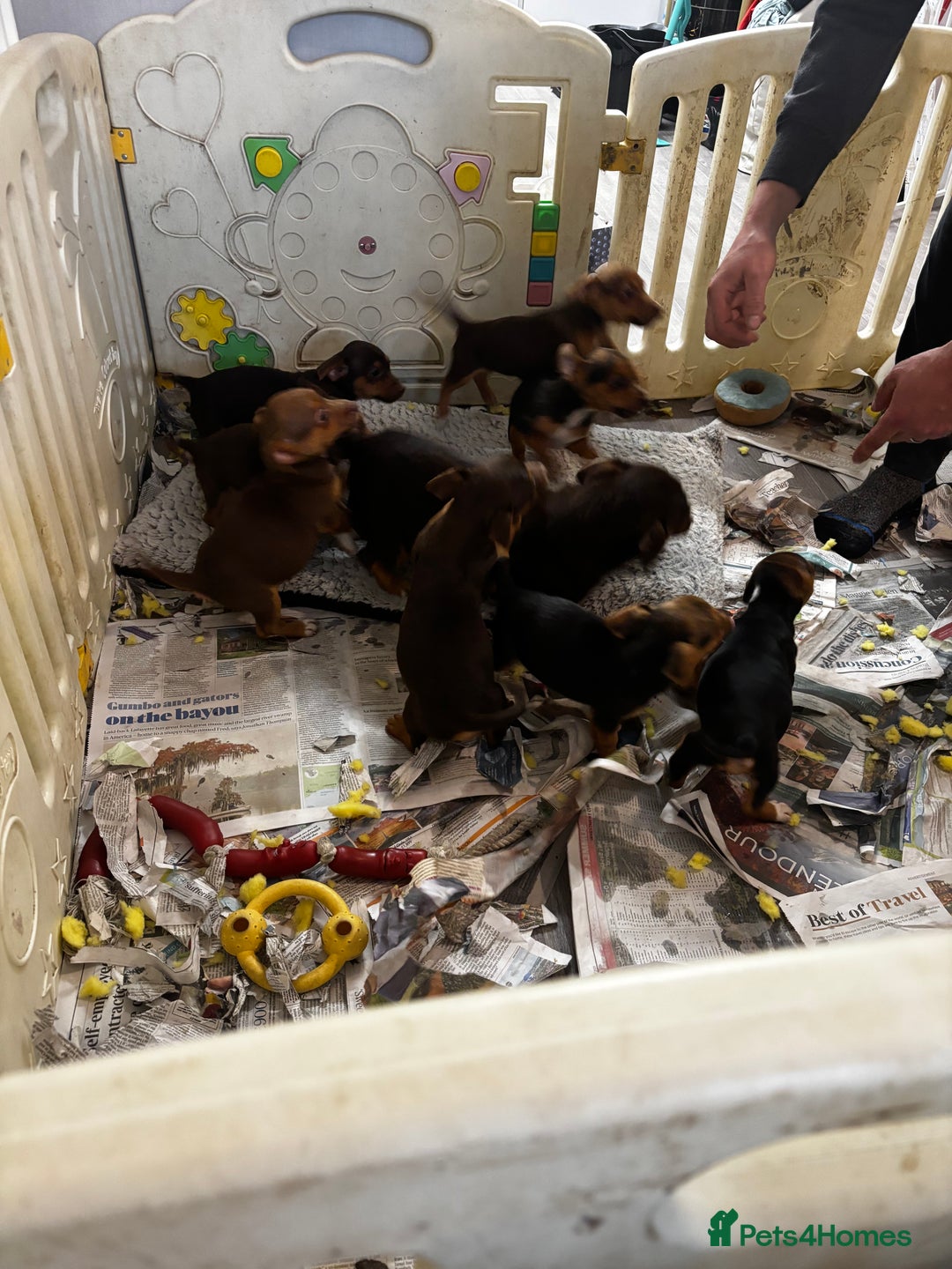 Jack Russell dogs for sale: Beautiful miniature pure Jack Russell’s  - Advert 11