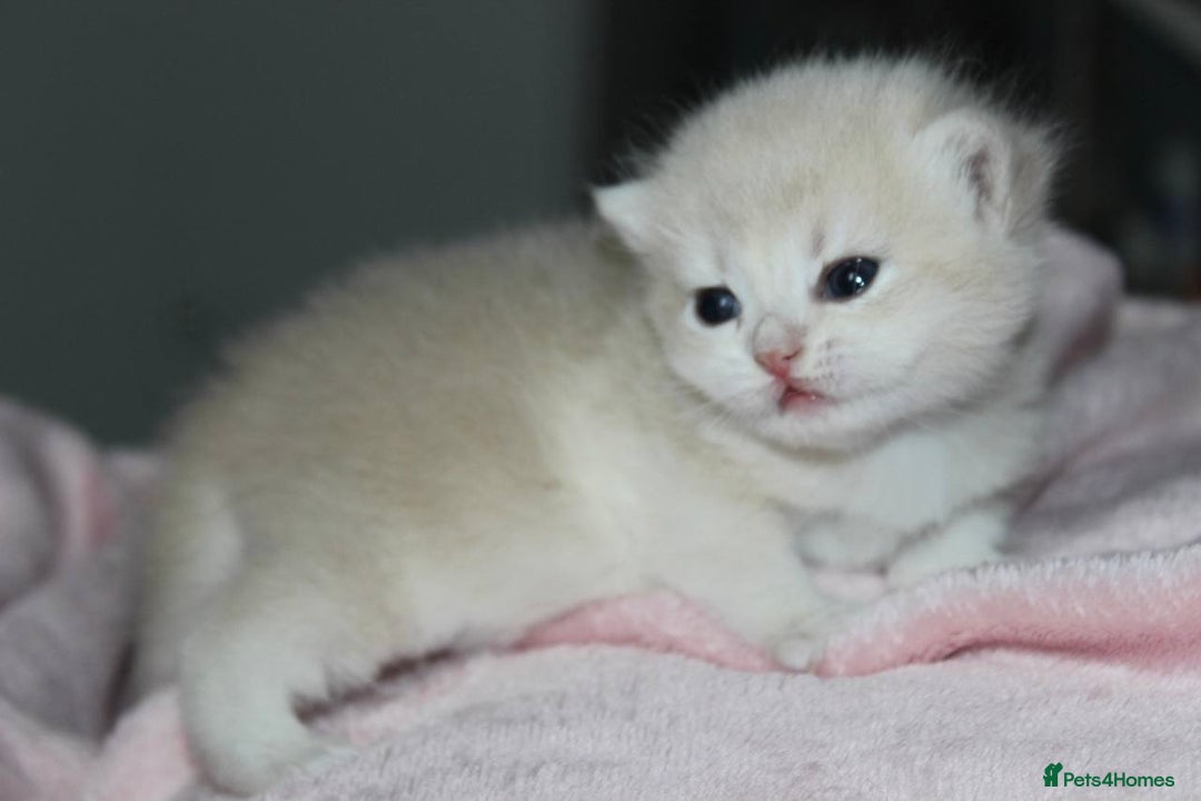 British Shorthair cats for sale: ⭐️Golden and Blue Golden Chinchilla kittens⭐️ - Image 7