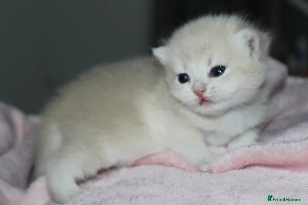 British Shorthair cats for sale: ⭐️Golden and Blue Golden Chinchilla kittens⭐️ - Advert 7