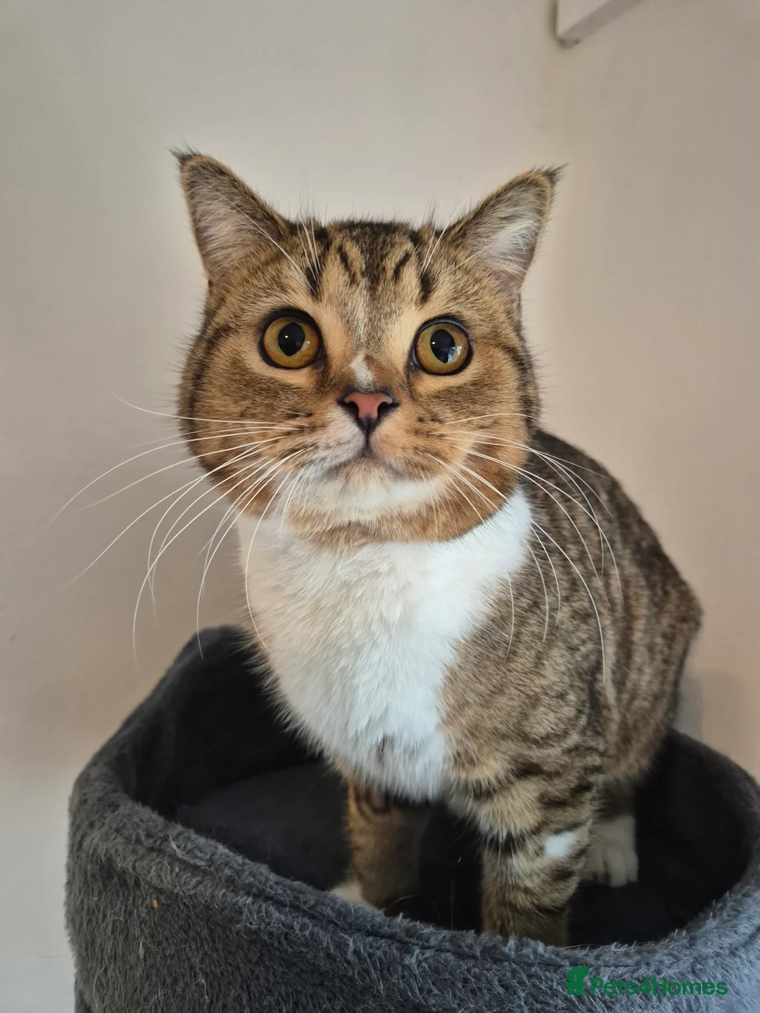 Selkirk Rex cats for sale: Pedigree selkirk rex cuddliest boy - Advert 4