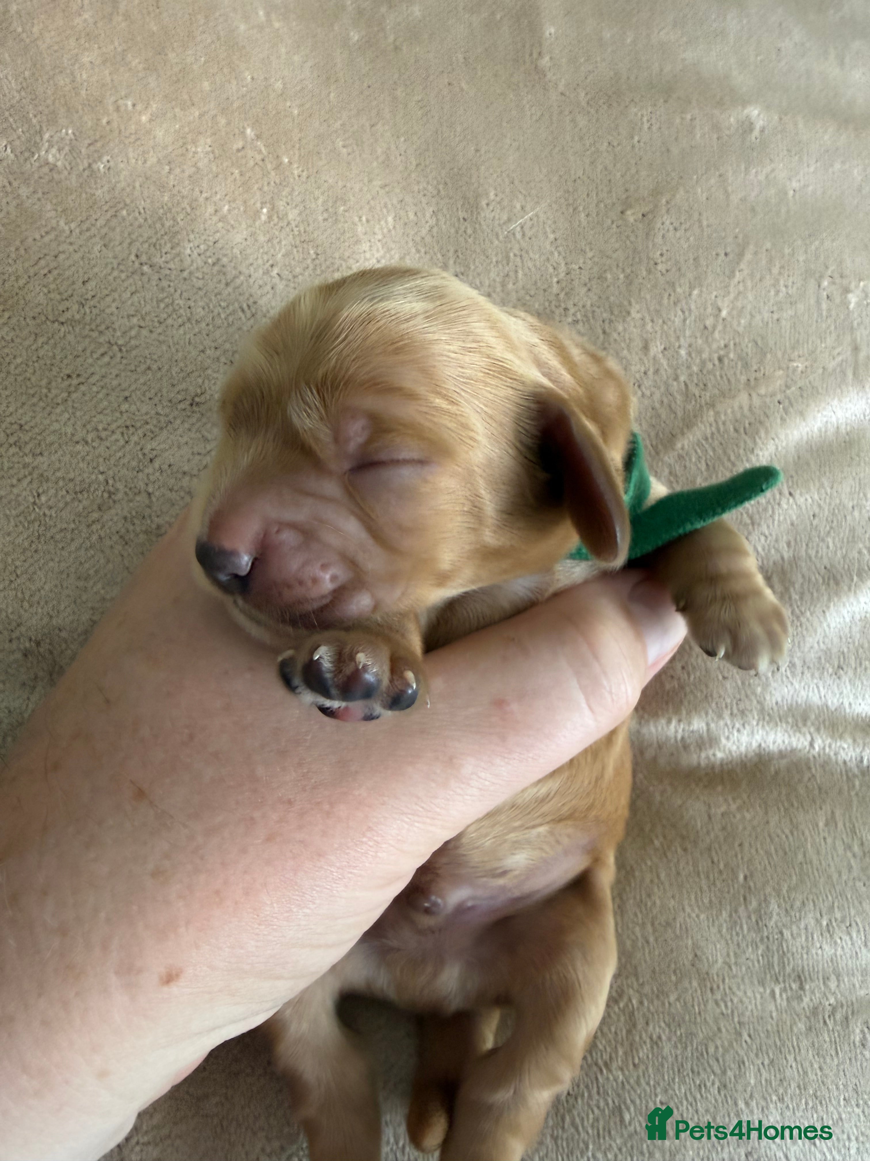 Cocker Spaniel dogs Show type cocker spaniel puppies - Golden  - Advert 2