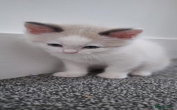 Ragdoll cats for sale: Beautiful Ragdolls 4 boys and 2 girls  - Image 14