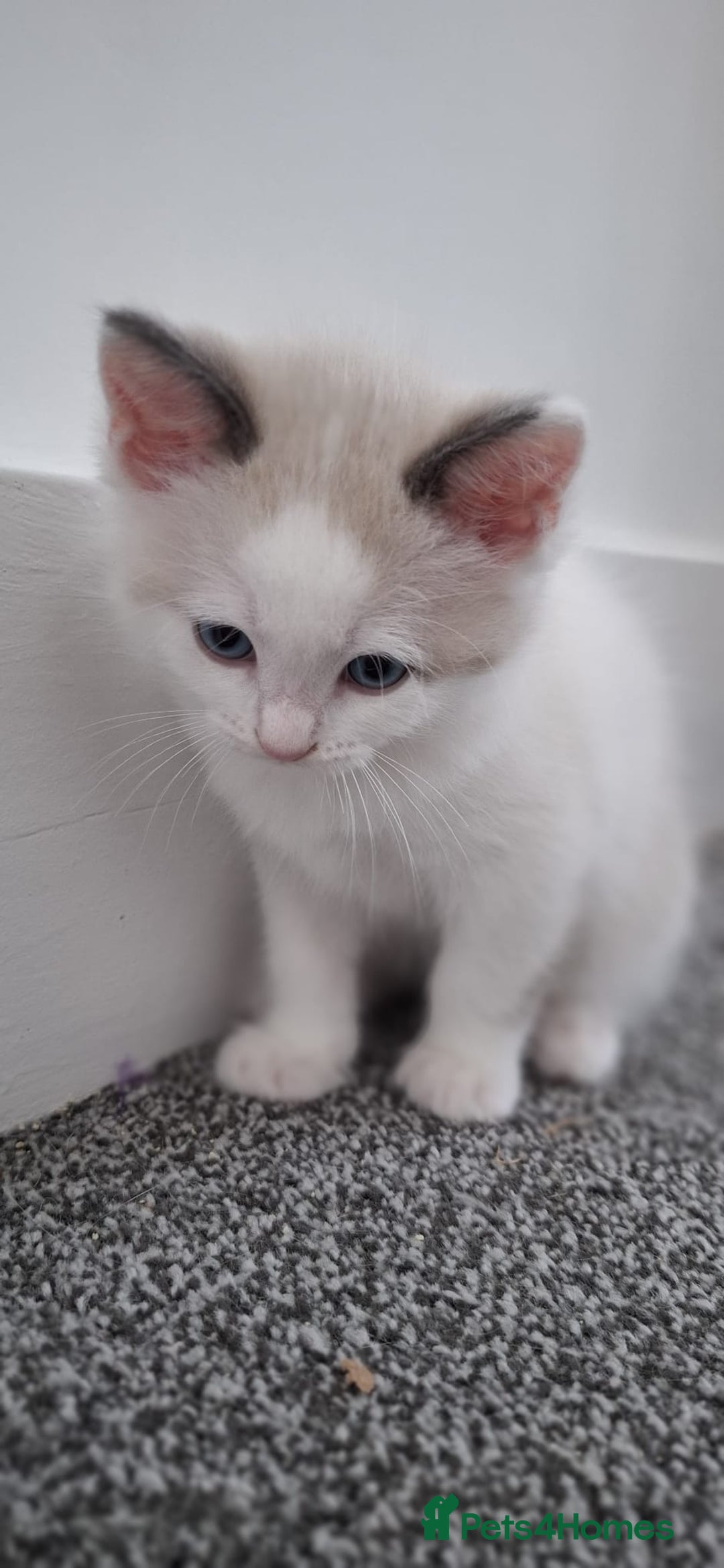 Ragdoll cats for sale: Beautiful Ragdolls 4 boys and 2 girls  - Image 14