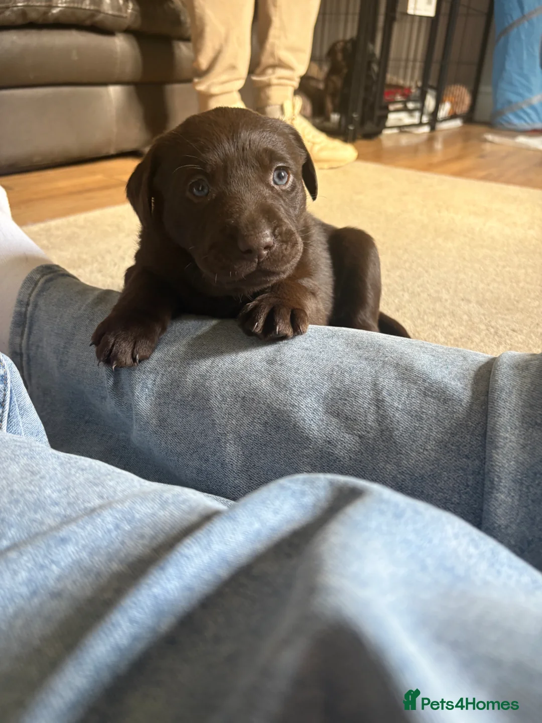 Labrador Retriever dogs for sale: 3 Labrador puppies for sale  - Advert 1