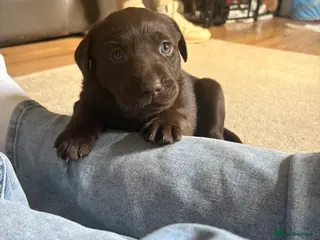 Labrador Retriever dogs 3 Labrador puppies for sale - Advert 1