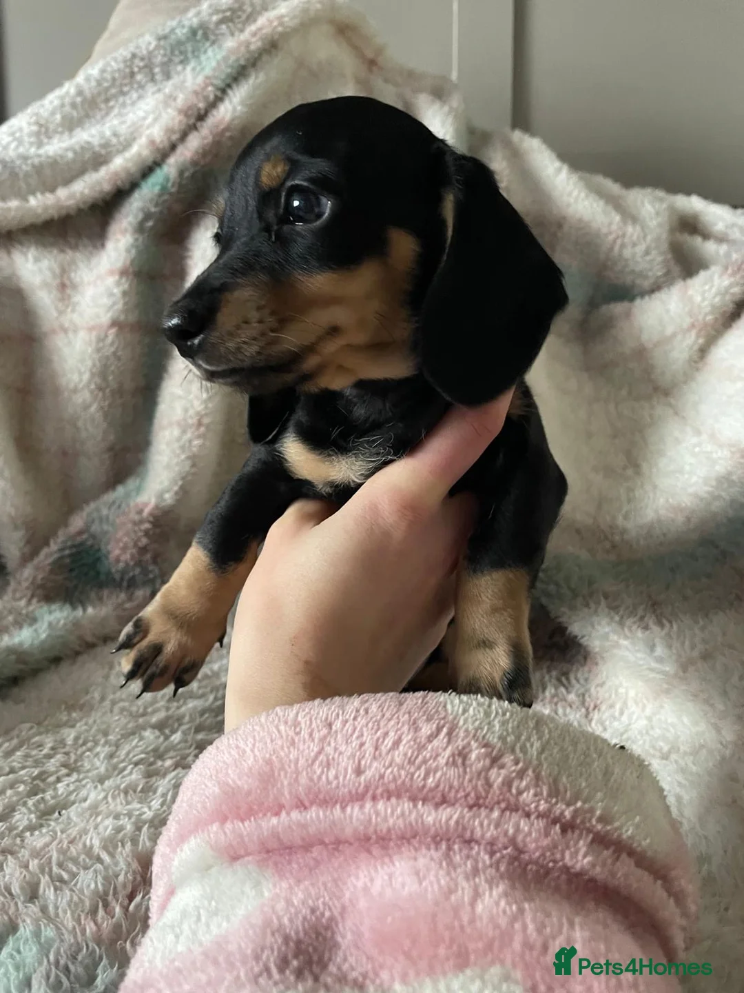 Dachshund dogs for sale: Adorable blk and tan dachshund puppies  - Advert 6
