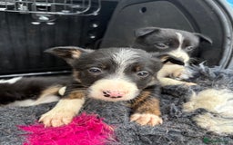 Border Collie dogs for sale: Wonderful black/white/tri border collie puppies  - Image 5