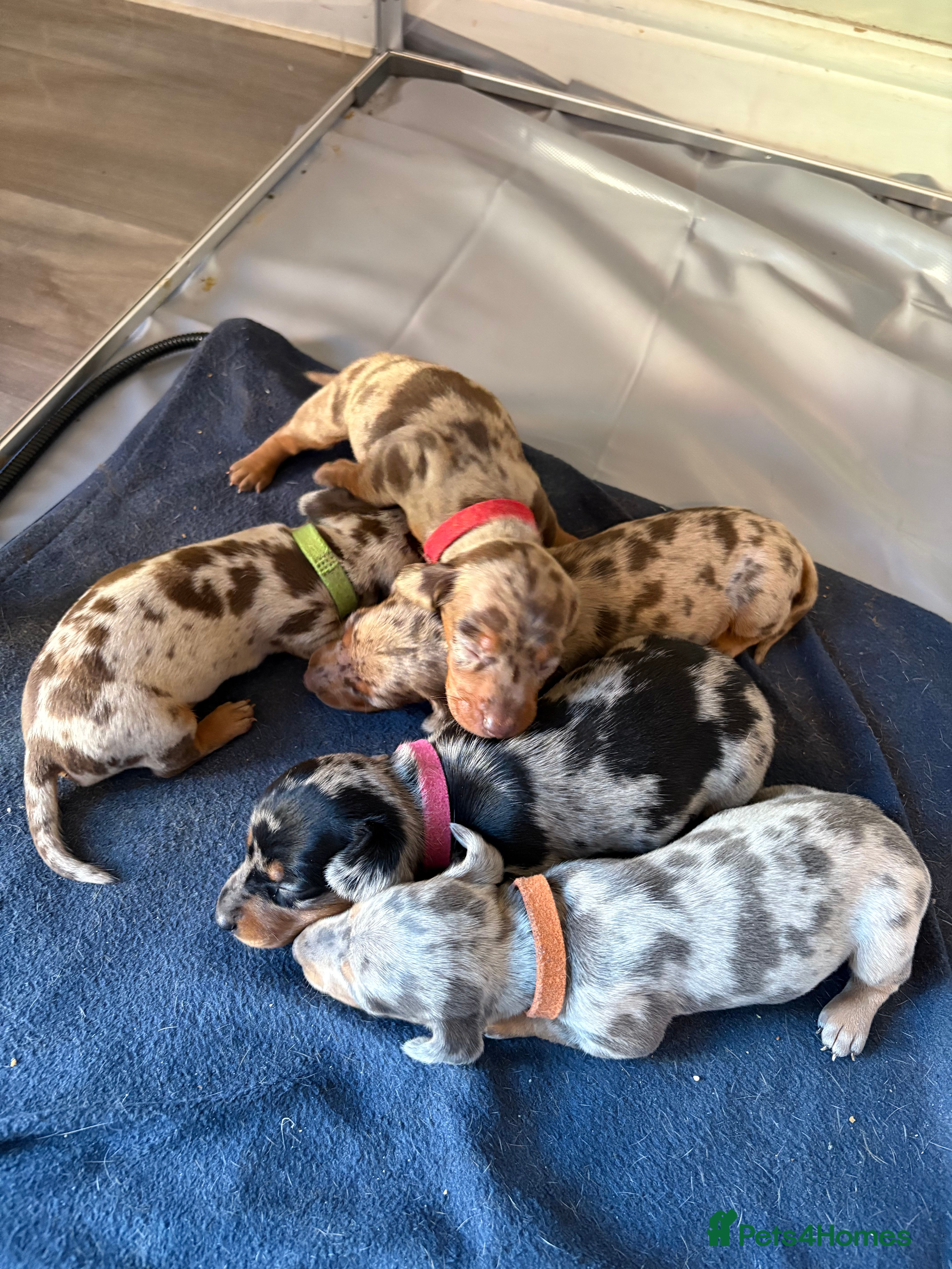 Miniature Dachshund dogs Miniature dachshund  - Advert 1