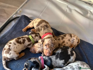 Miniature Dachshund dogs Miniature dachshund - Advert 1