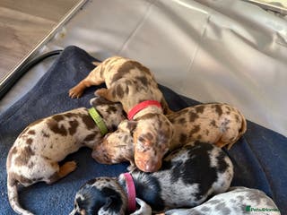 Miniature Dachshund dogs Miniature dachshund - Advert 17