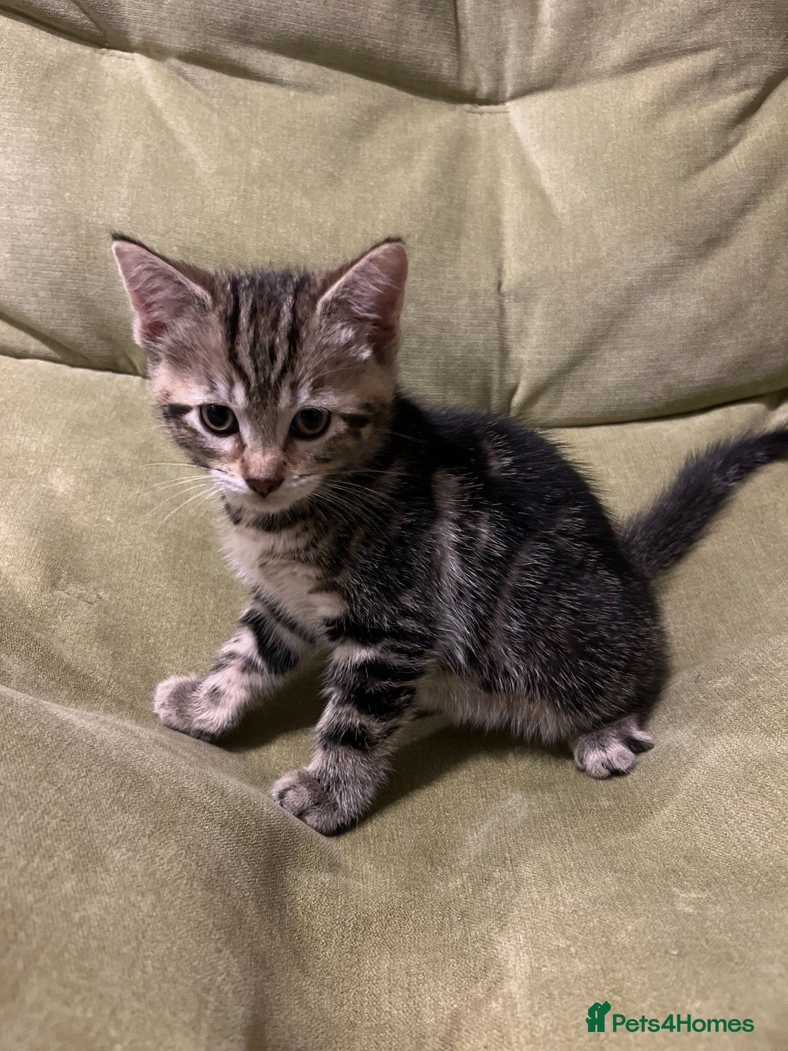 Bengal cats for sale: Bengal Mix Ready! - Advert 1