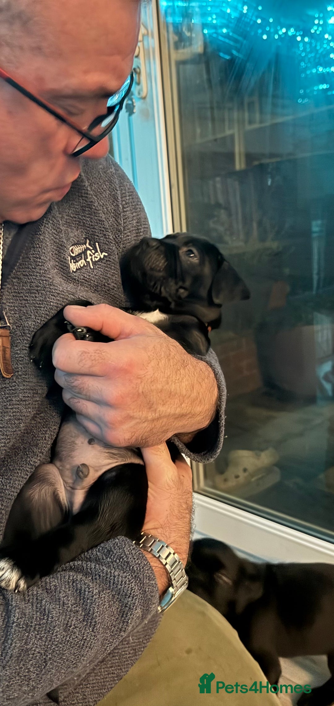 Cane Corso dogs for sale:  Stunning pure cane corso puppies - Advert 13