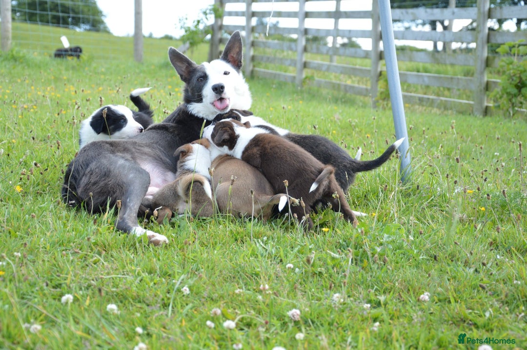 Mixed Breed dogs for sale: Beautiful Border Collie pups - Image 13