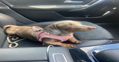 Miniature Dachshund dogs Beautiful smoothed haired miniature Dachshunds - Advert 4