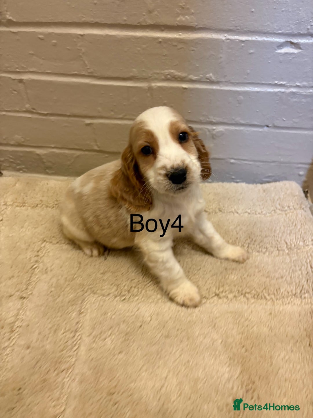 Cocker Spaniel dogs for sale: SHOW TYPE COCKER SPANIELS PUPPIES  - Advert 4
