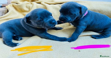 Staffordshire Bull Terrier dogs - Advert 3