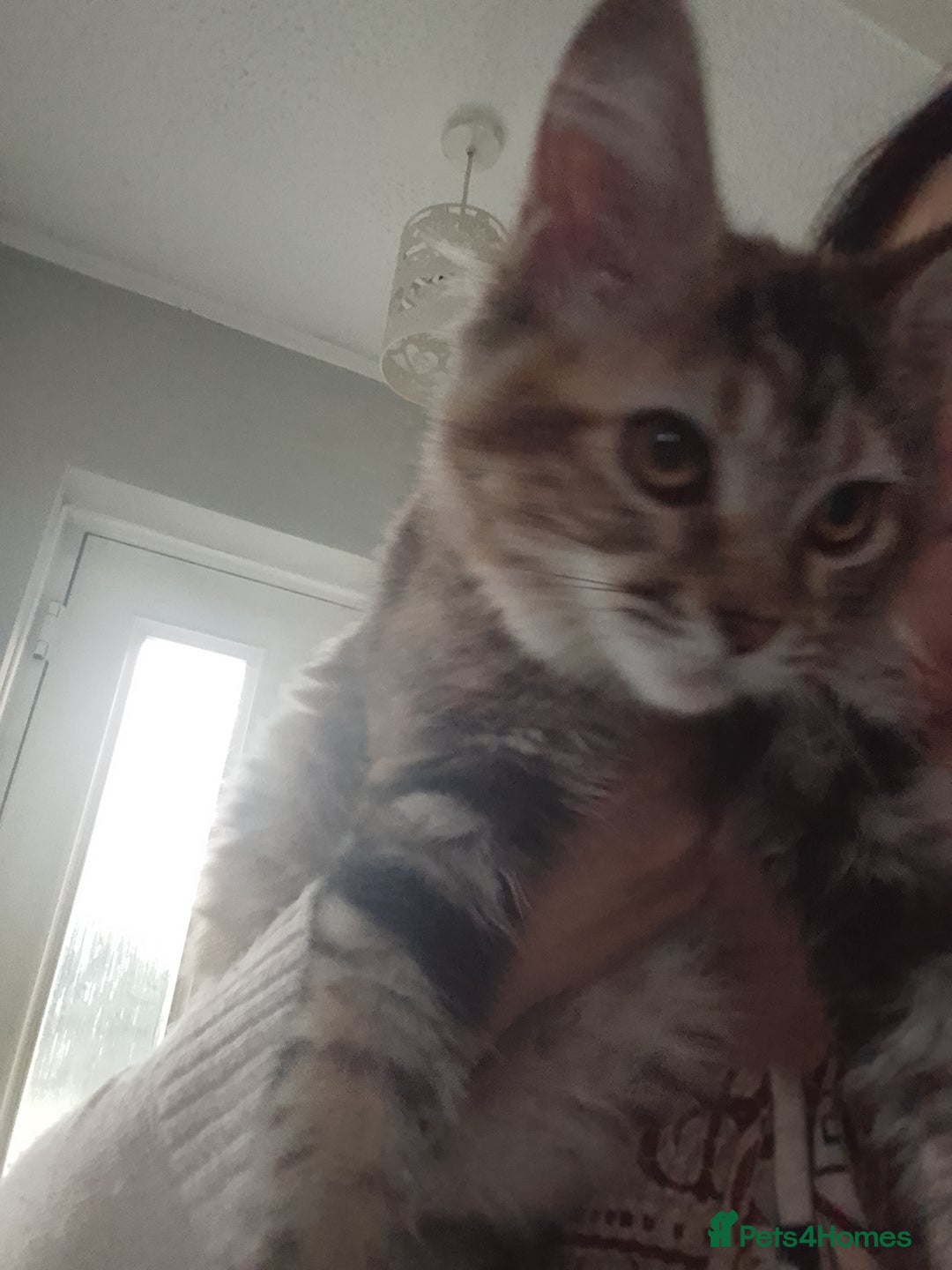Ragdoll cats for sale: Kittens - Image 4