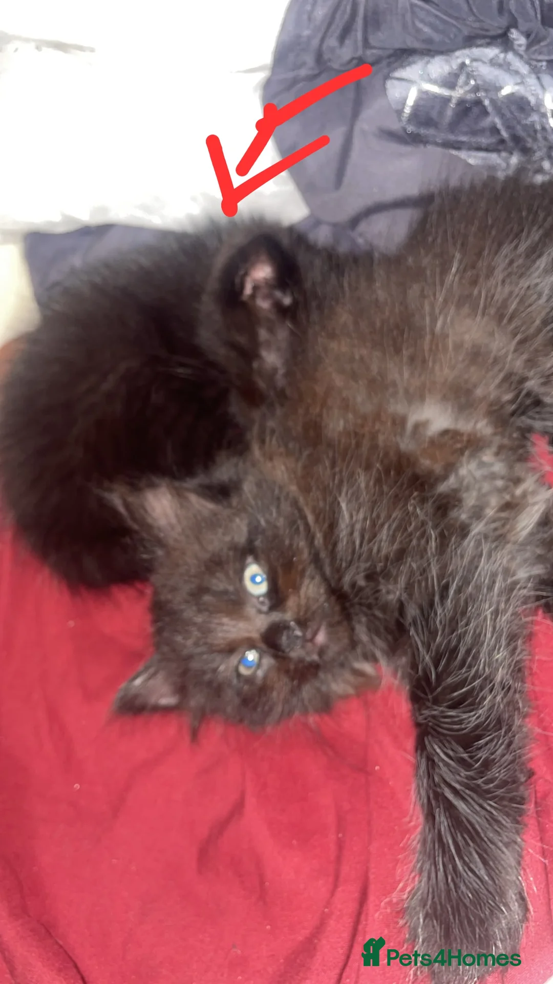 Norwegian Forest Cat cats for sale: Beautiful hand raised bundles - Advert 2