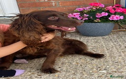 Cockapoo dogs for sale: Cockapoo puppies for sale - Image 3