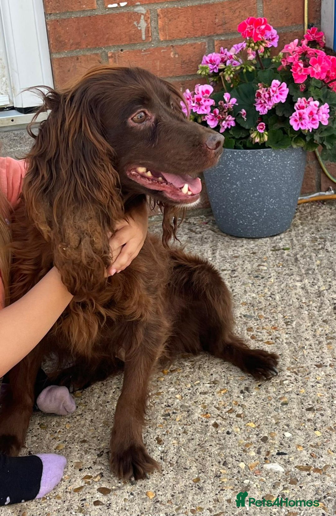 Cockapoo dogs for sale: Cockapoo puppies for sale - Image 3