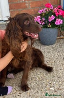 Cockapoo dogs - Advert 1