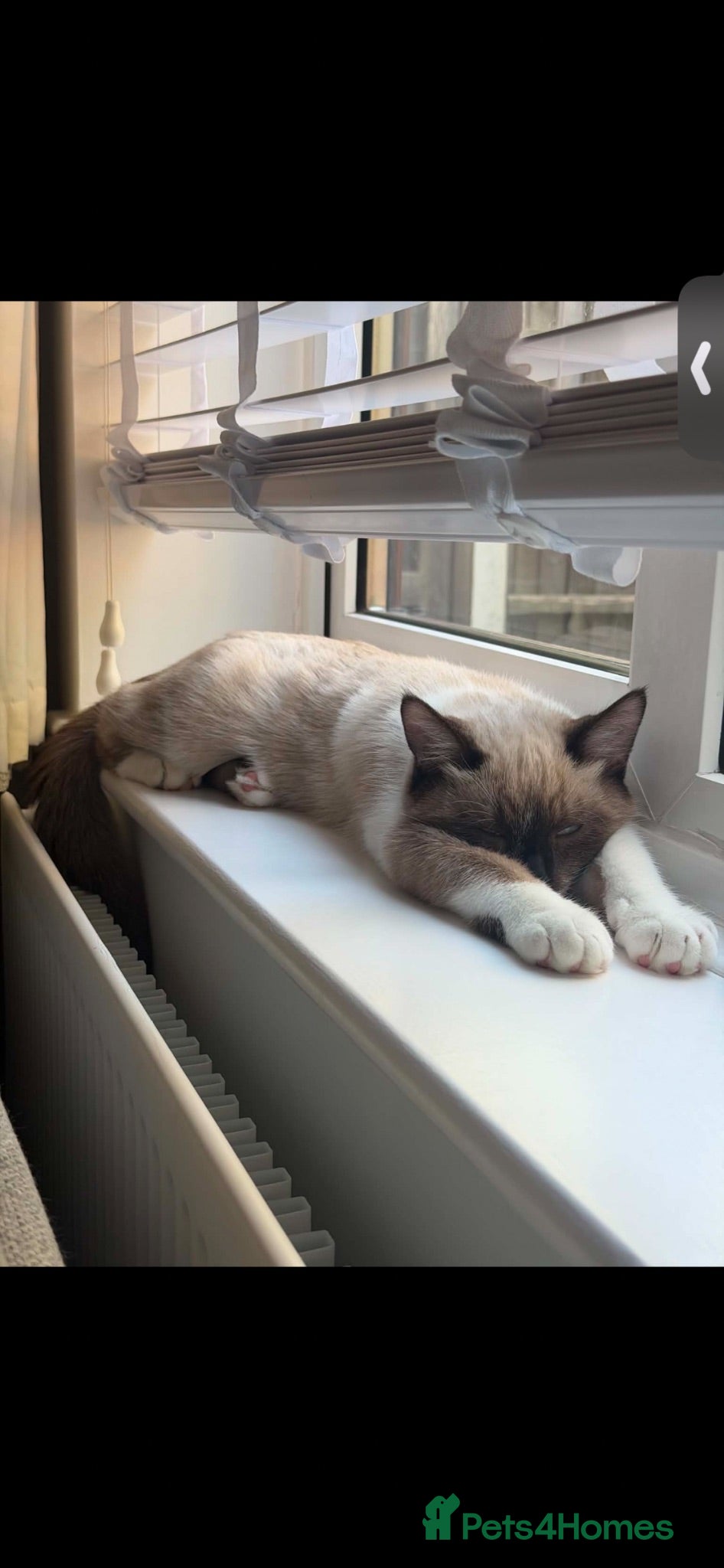 Mixed Breed cats Siamese x Maine coon x - Advert 1