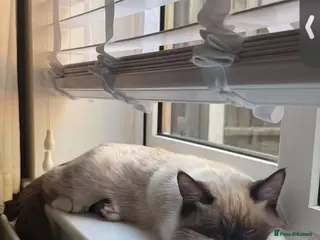 Mixed Breed cats Siamese x Maine coon x - Advert 1
