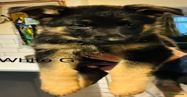 German Shepherd dogs - Advert 6