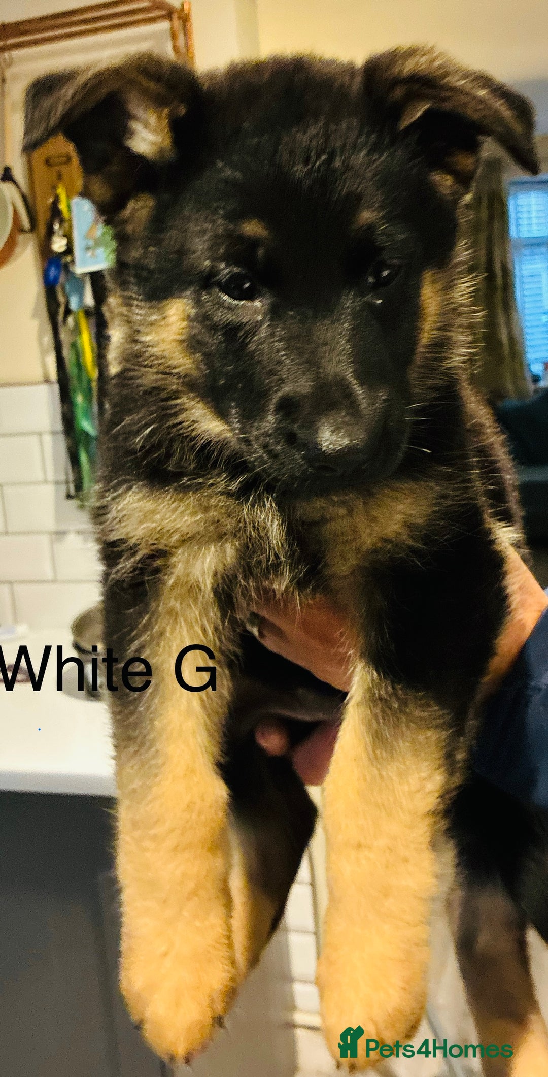 German Shepherd dogs for sale: German Shepherd pups for sale  - Image 4