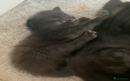 Mixed Breed cats for sale: Playful kittens for sale  - Image 8