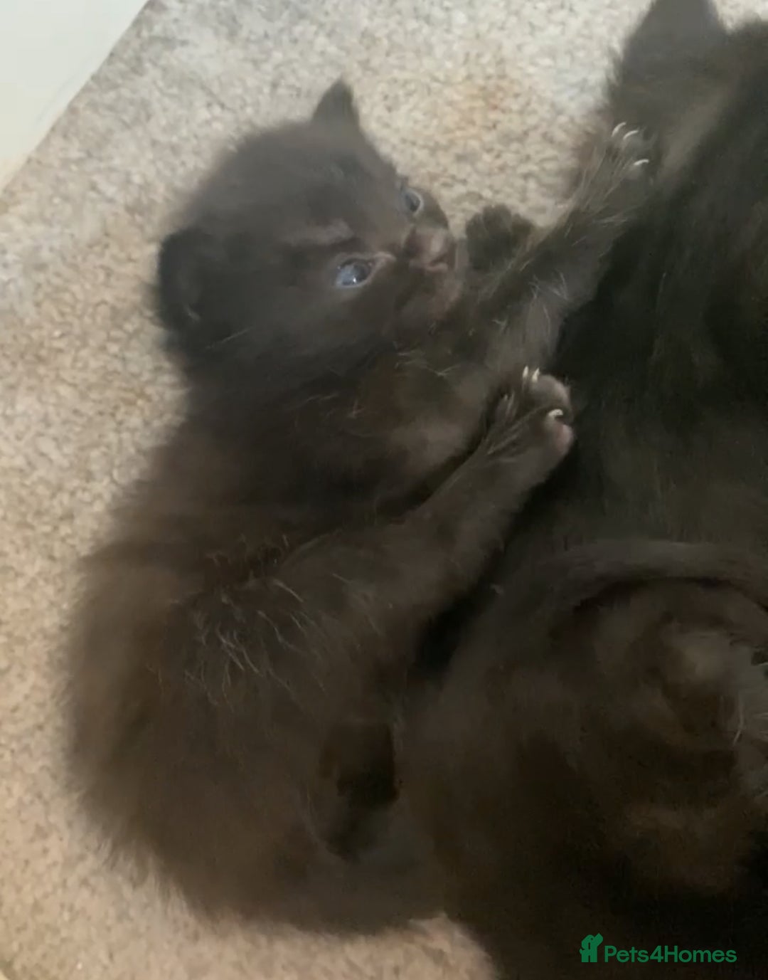 Mixed Breed cats for sale: Playful kittens for sale  - Image 8