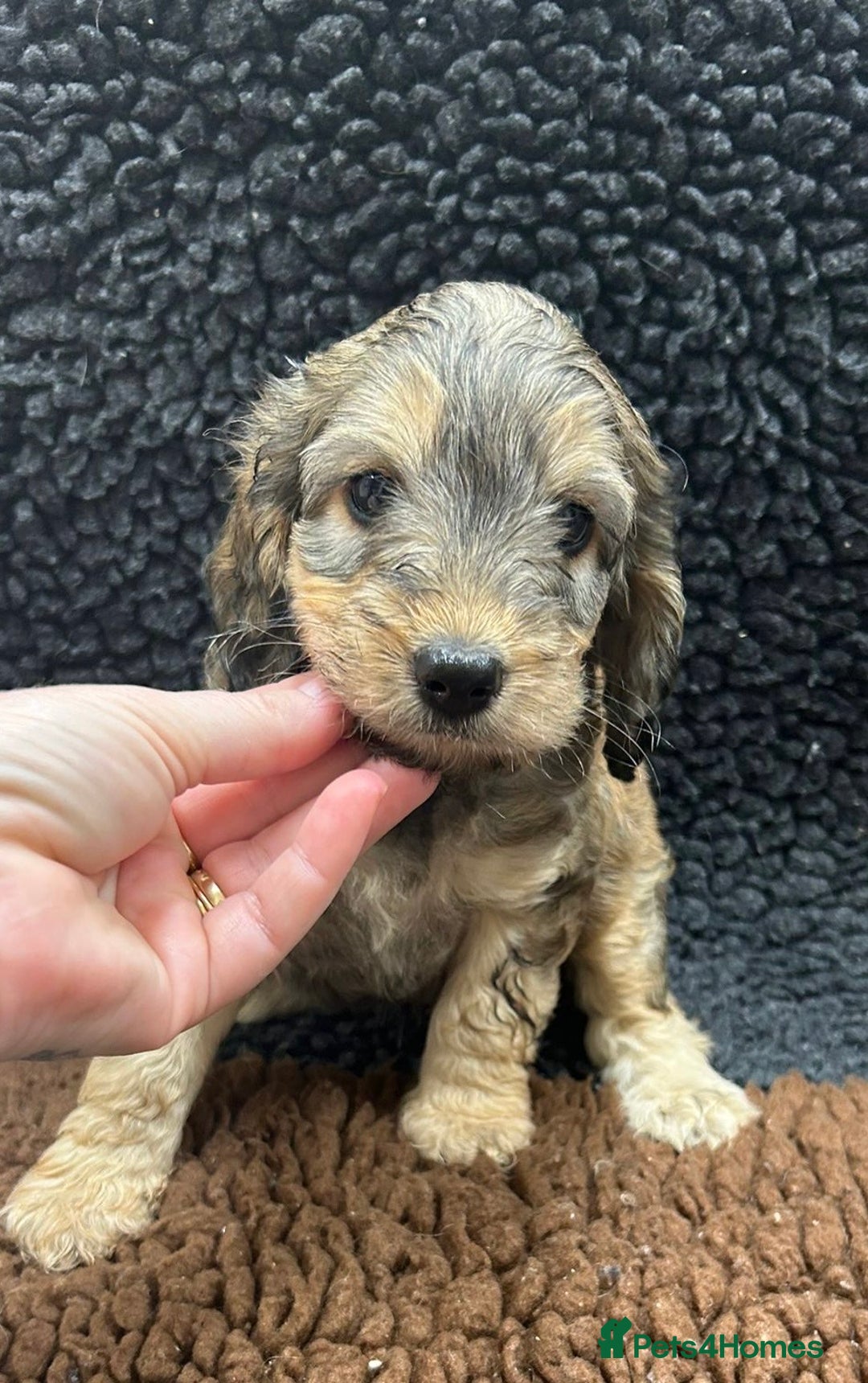 Cockapoo dogs for sale: Beautiful fully DNA tested show Cockapoo puppies - Image 13