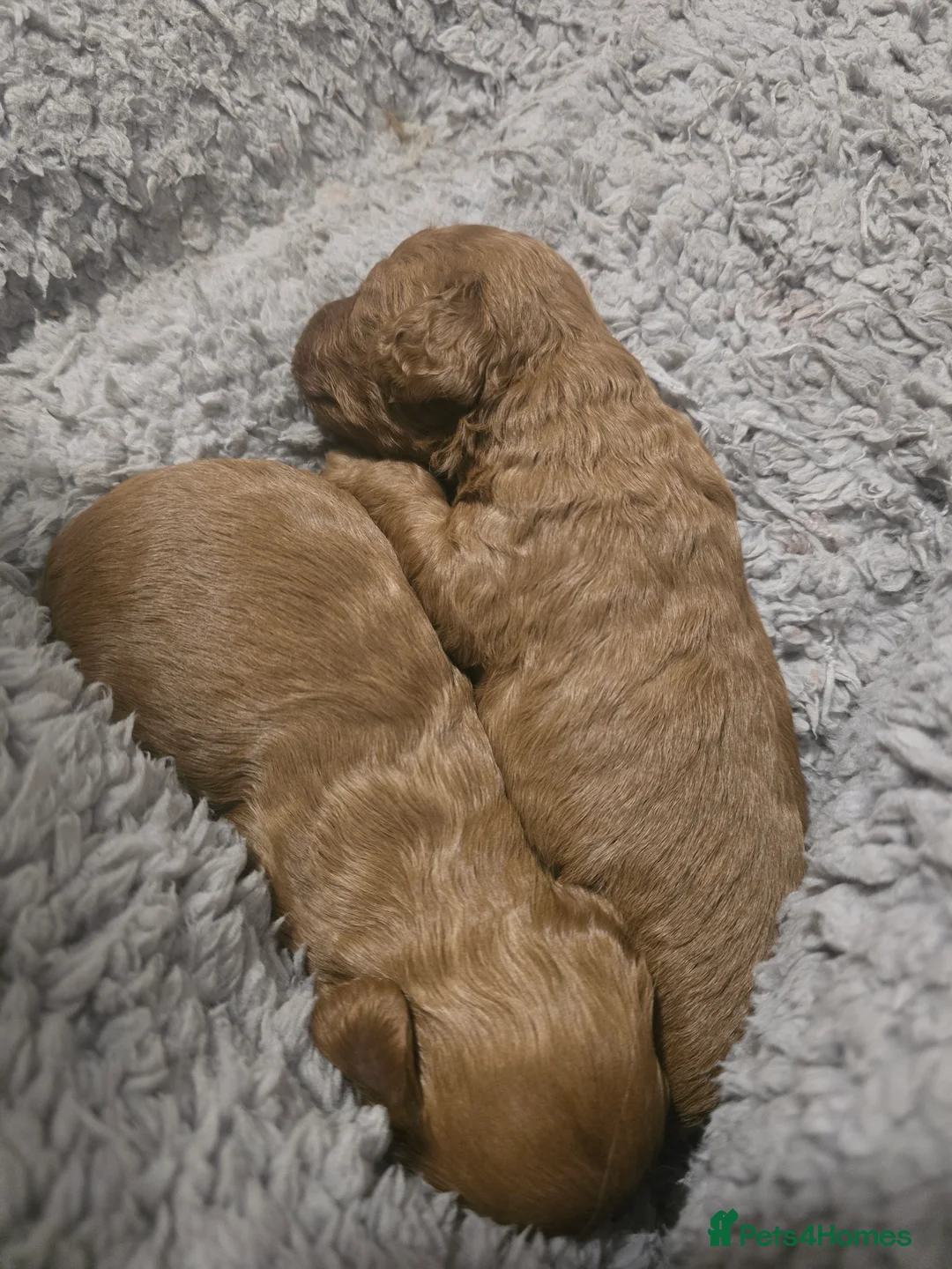 Cavapoo dogs for sale: Extensive health tested F1B Cavapoo puppies  - Advert 21