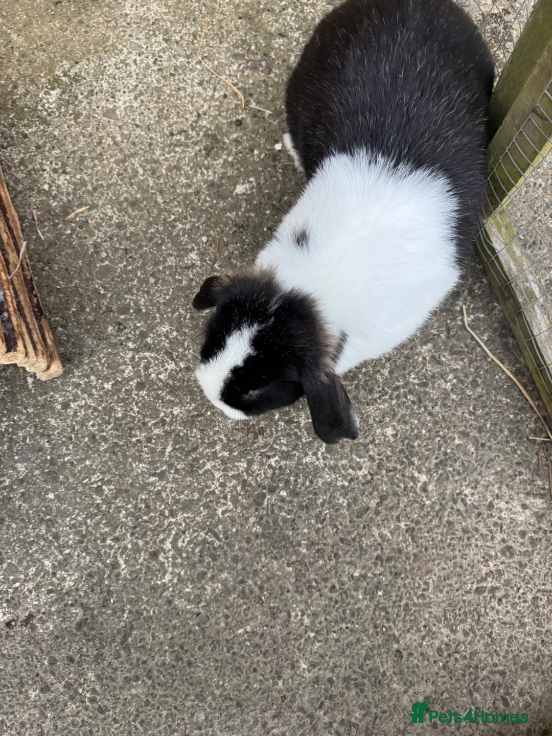 Mini Lop rabbits for sale: Female black otter split mini lop  - Advert 9