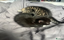 Bengal cats for sale: Bengal cross tabby girl kittens  - Advert 7