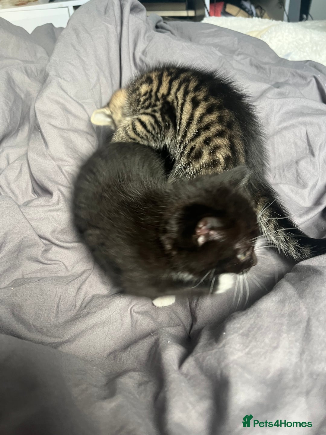 Bengal cats for sale: Bengal cross tabby girl kittens  - Advert 7