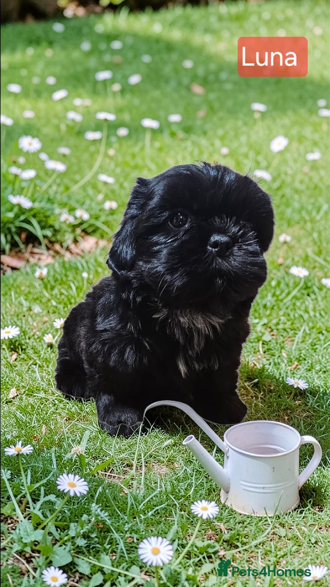 Shih Tzu dogs  💞 QUALITY STANDARD SHIH TZU 💕 - Advert 4