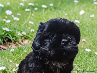 Shih Tzu dogs 💞 QUALITY STANDARD SHIH TZU 💕 - Advert 4