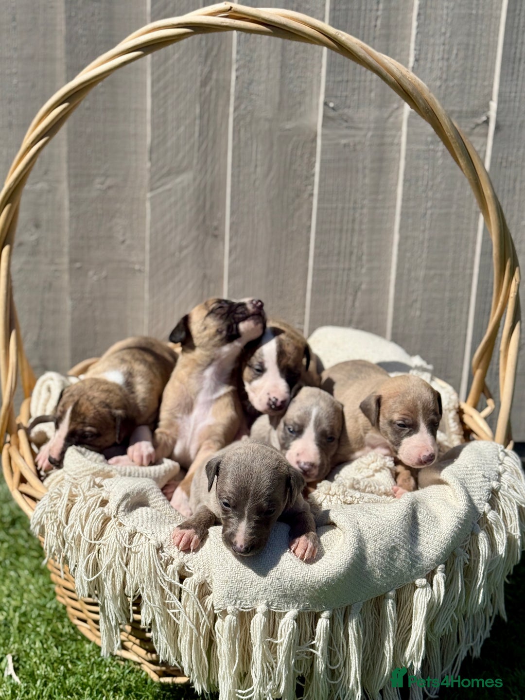 Whippet dogs for sale: Beautiful pedigree whippet puppies  - Image 2