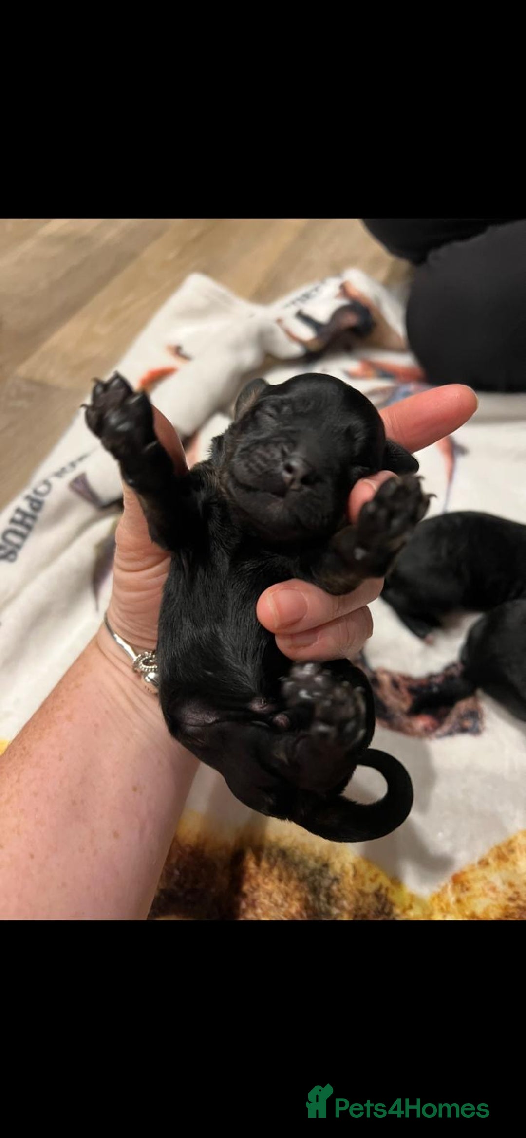 Cockapoo dogs for sale: Cockapoo puppies - Advert 9