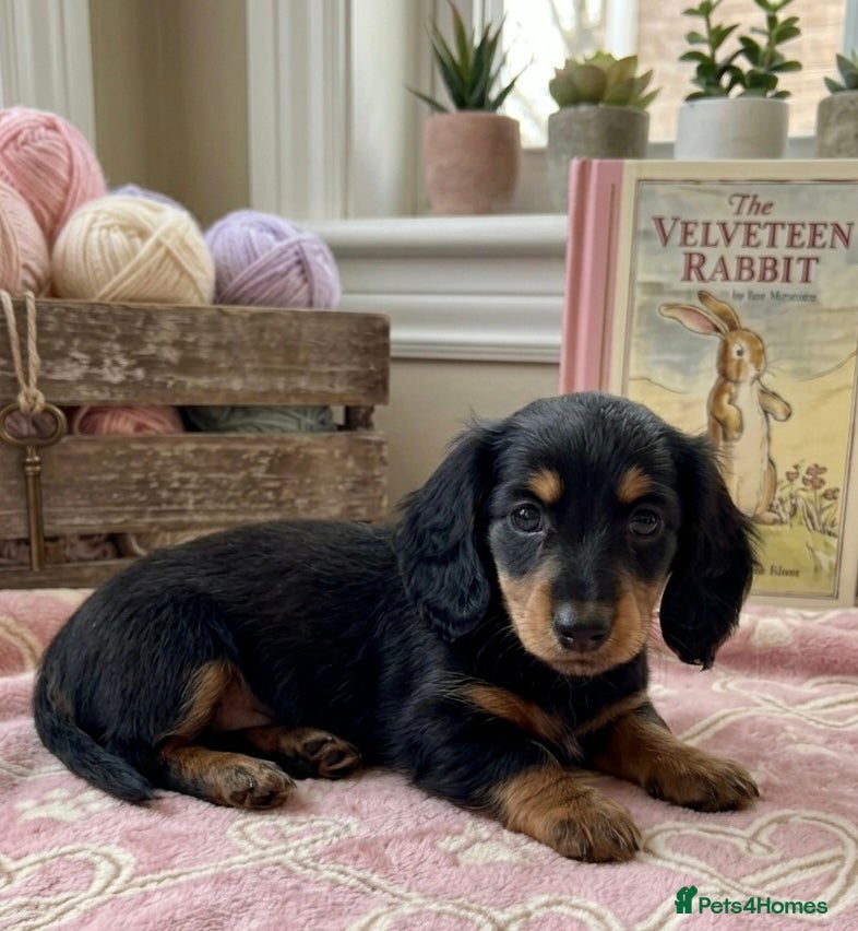 Dachshund dogs Miniature Long-haired Dachshund Girls  - Advert 2