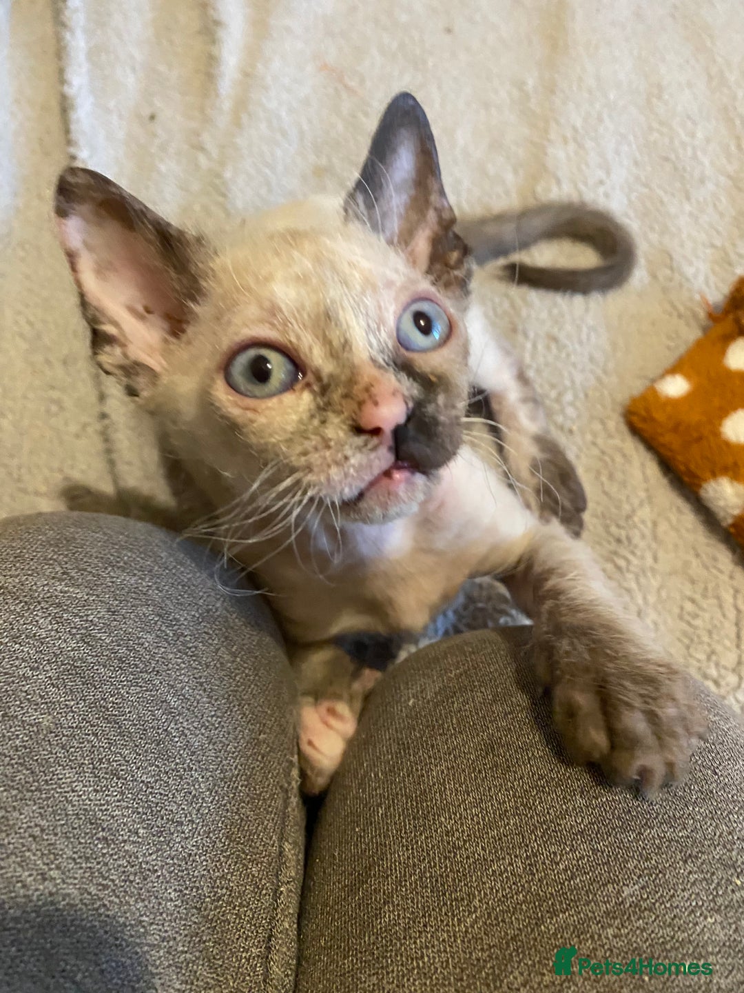 Sphynx cats for sale: Sphynx kittens 😍🥰🥰 - Advert 1