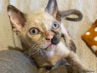 Sphynx cats Sphynx kittens 😍🥰🥰 - Advert 9