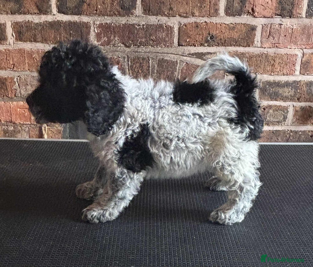 Cockapoo dogs for sale: Beautiful Cockapoo Puppies For Sale - Image 9
