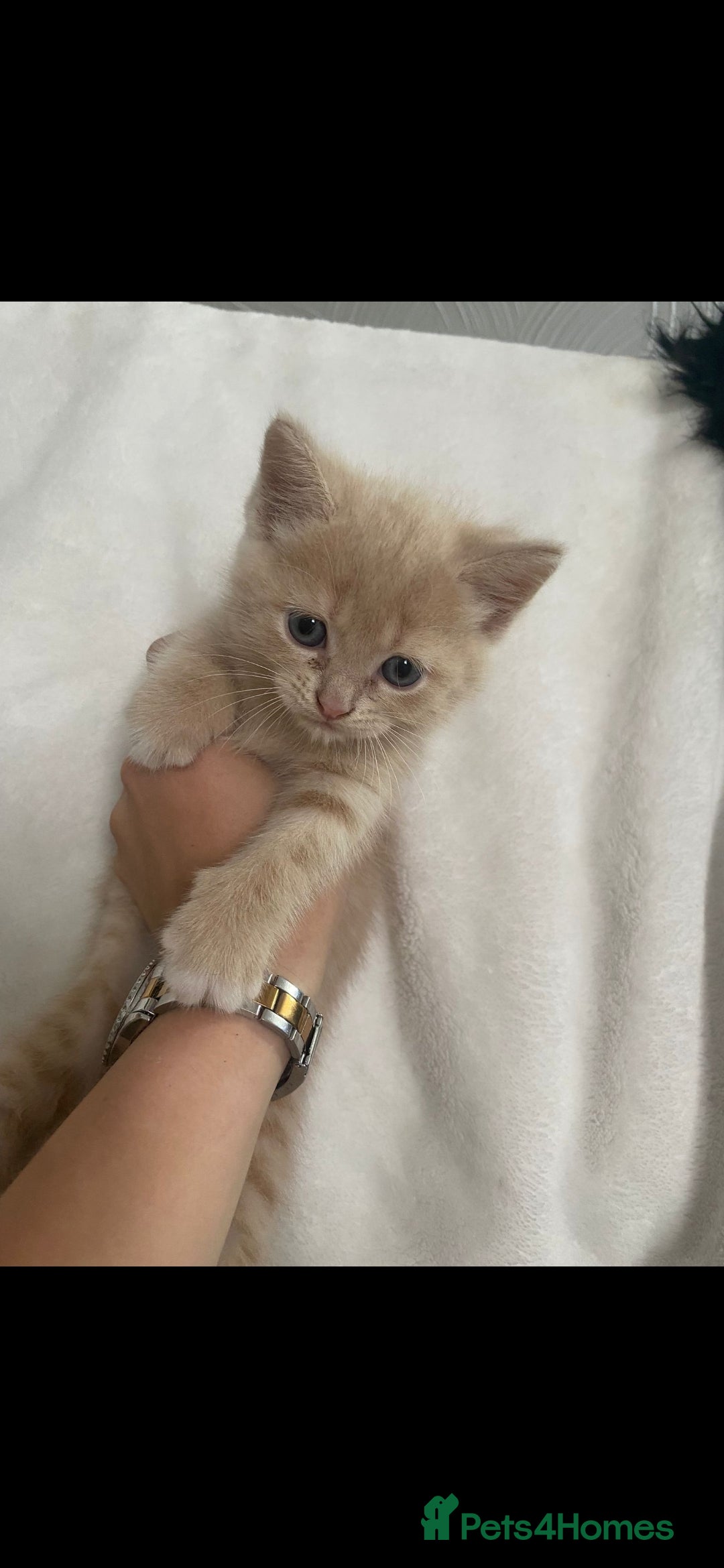 Persian cats for sale: Persian mixed breed  - Image 3